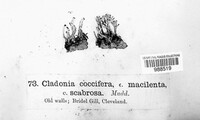 Cladonia macilenta image